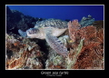   green sea turtle  